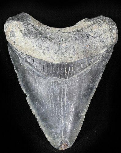Bone Valley Megalodon Tooth #22910